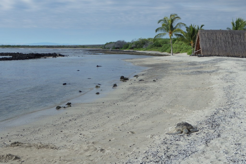 Ma première tortue de mer