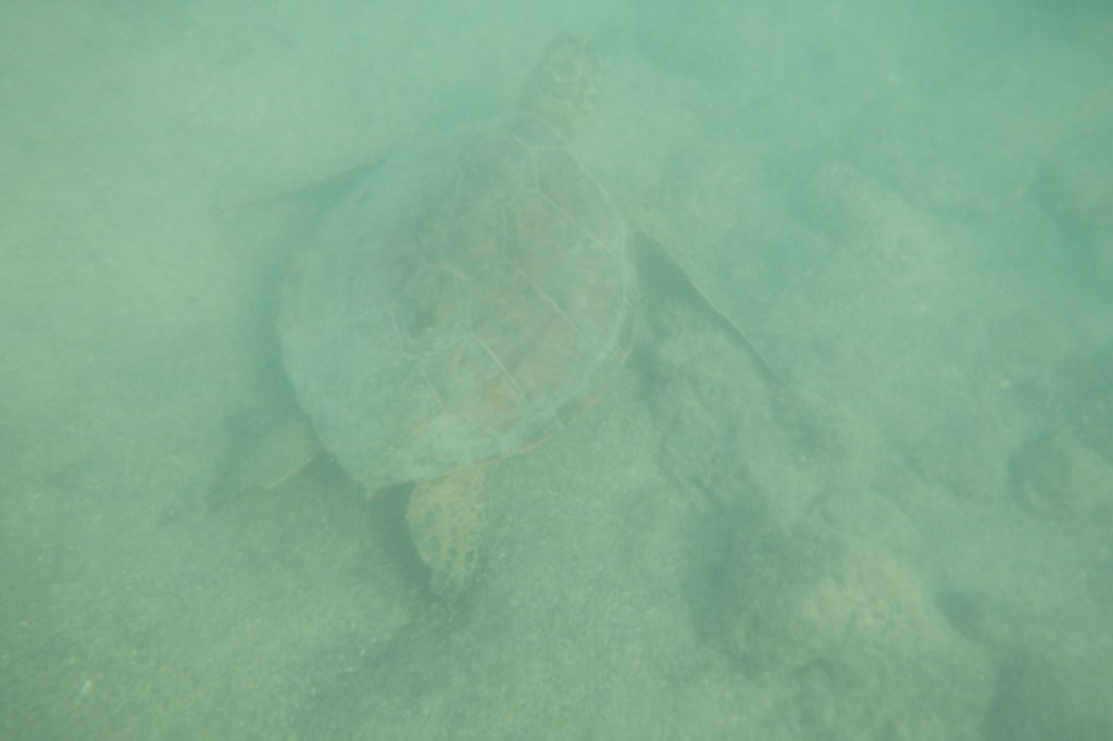 Où est la tortue ? on y joue en eau trouble, c'est plus marrant.