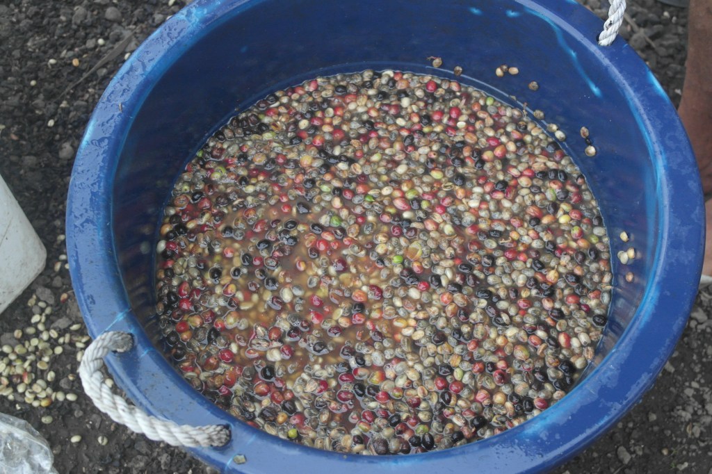 Fermentation du café