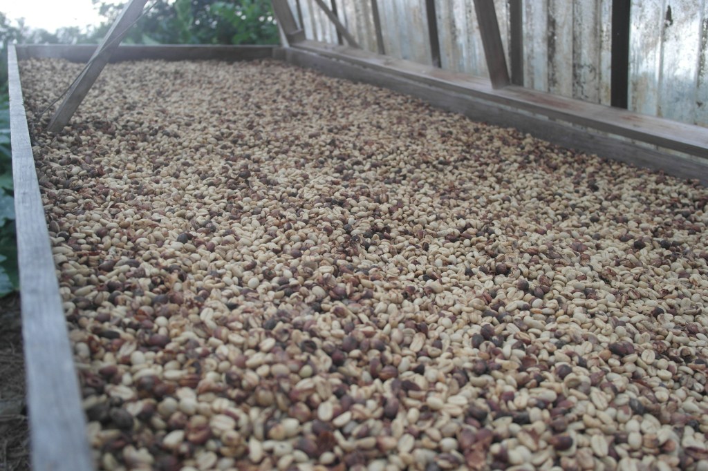 Séchage du café