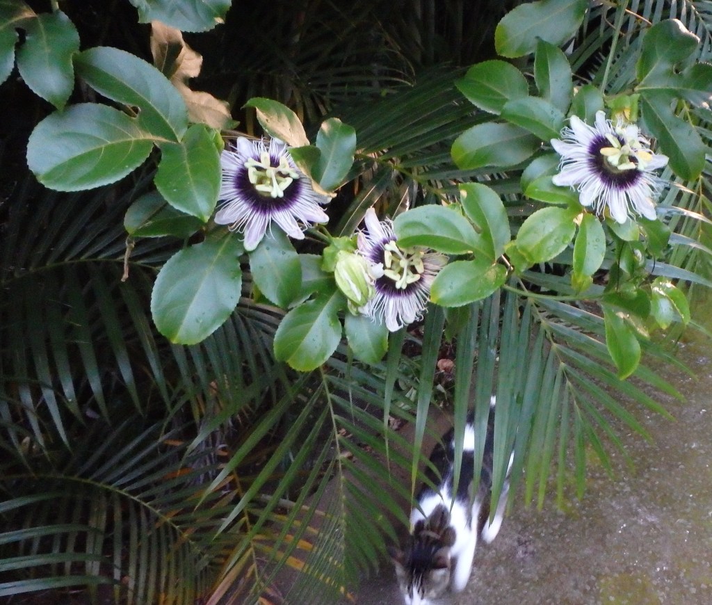 Mac passe sous les passiflores