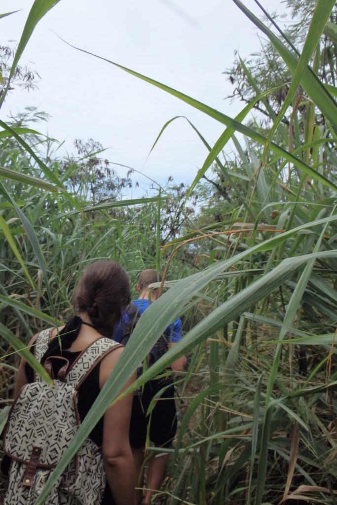 Lisa et John disparaissent sous les canes à sucre
