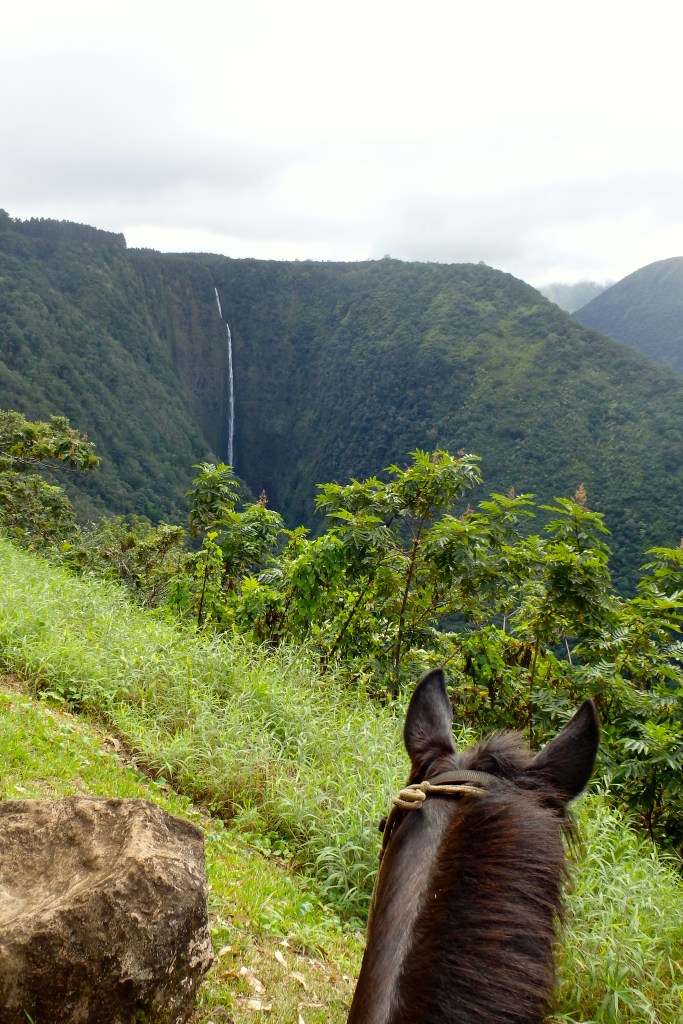 Alakai face à la chute d'eau