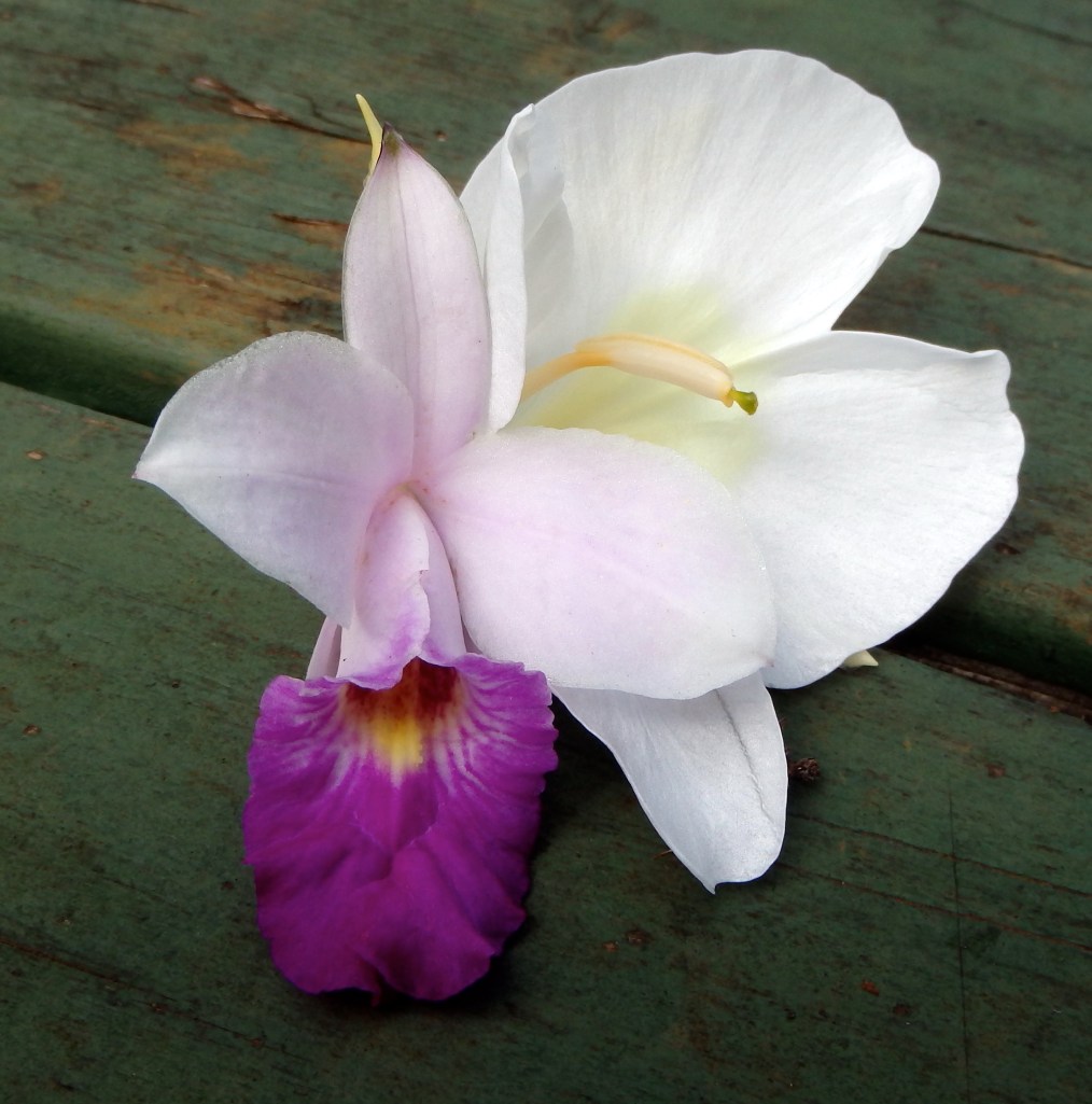 Fleur d'orchidée et fleur de gingembre