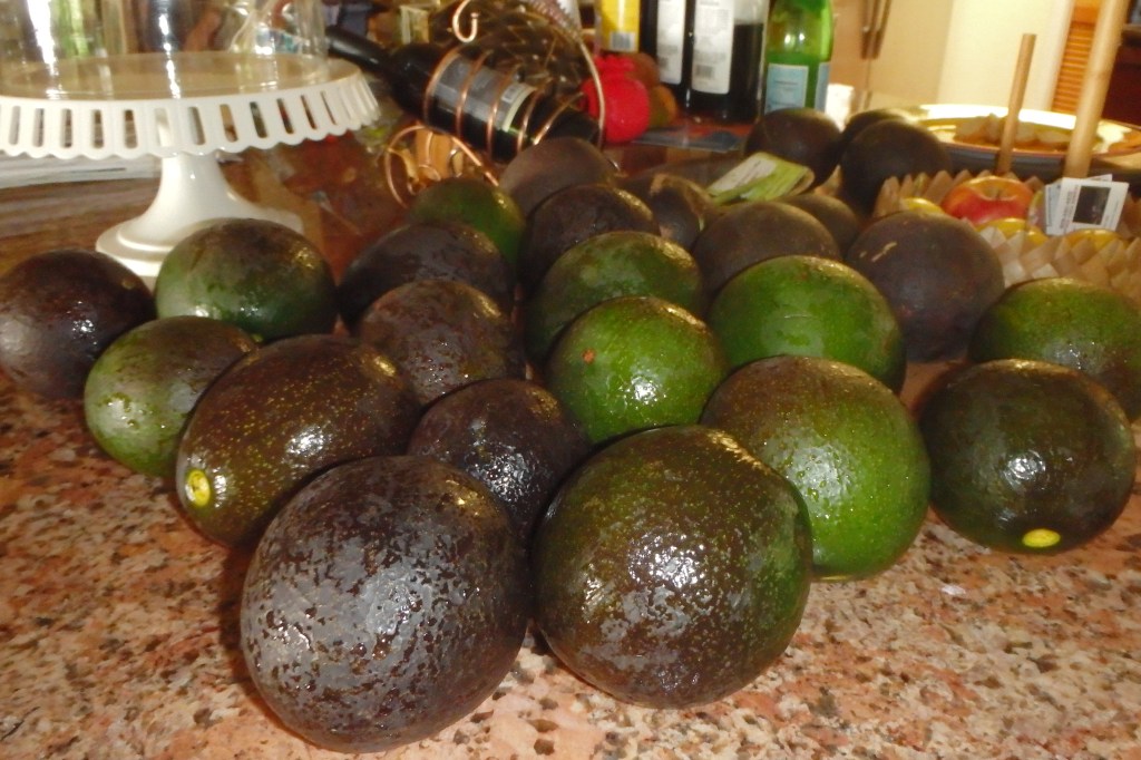 Collecte d'avocats géants : au rythme de 10 tous les 3 jours, à quand l'indigestion?