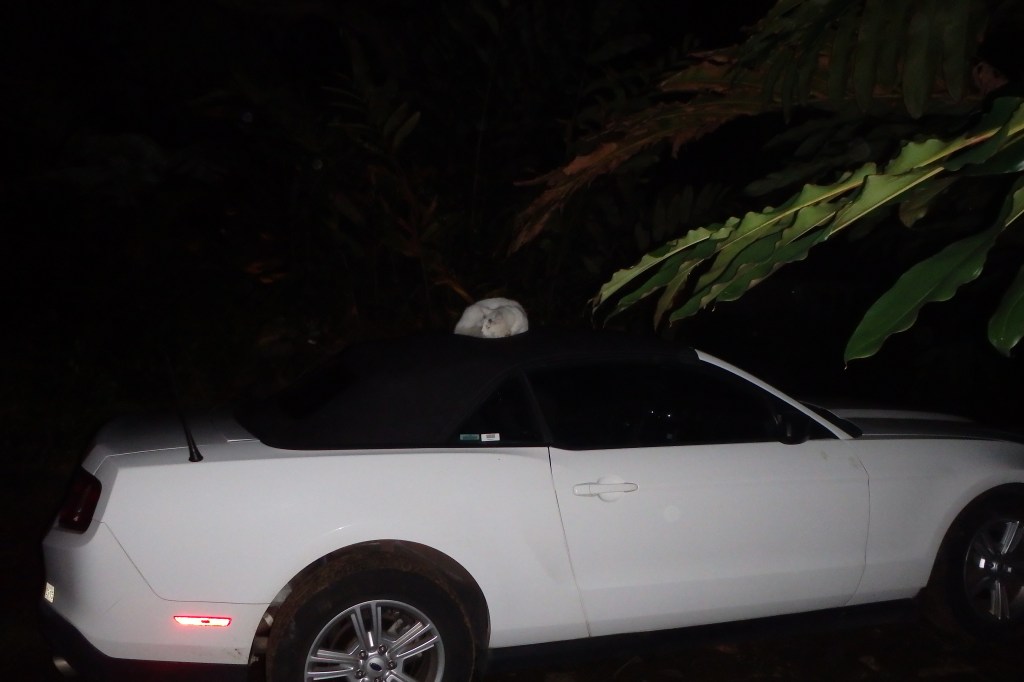 Roméo (le chat) a gagné le concours du meilleur déguisement