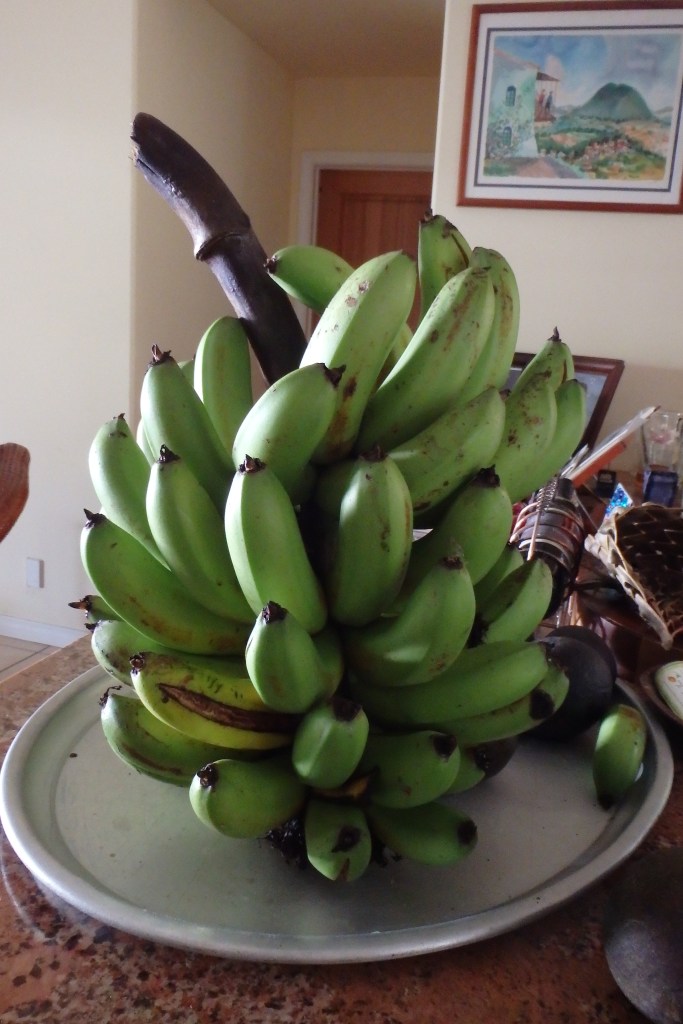 Bananes pommes (apple bananas) fraichement cueillies