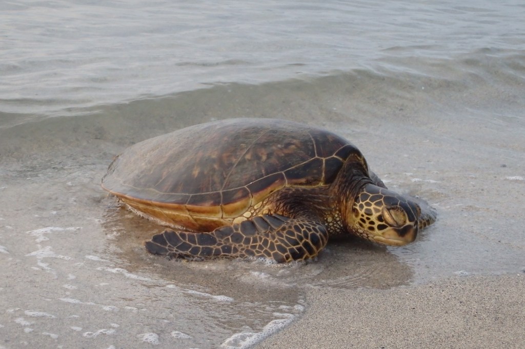 Je peux le faire je peux le faire je peux le faire !
