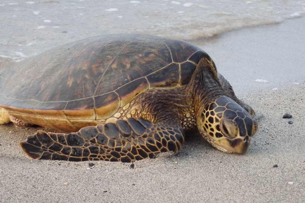 Ah ben non, je peux pas... peut être que l'eau me portera.