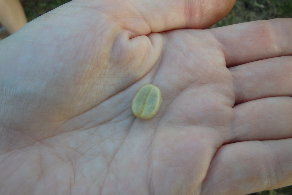 petit grain tout frais