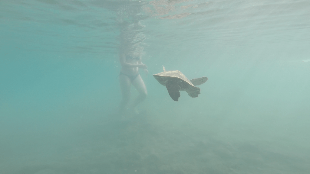 .. et la tortue continue d'avancer