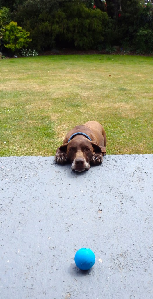 Tu joues avec moi ? dis, hein, tu joues ? allez quoi, joue !