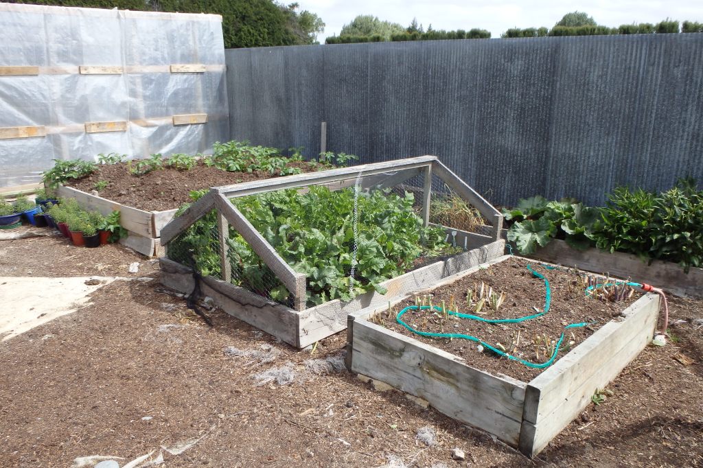 Le potager en devenir