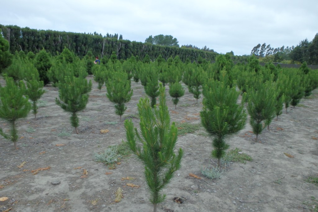 Plantation de sapins