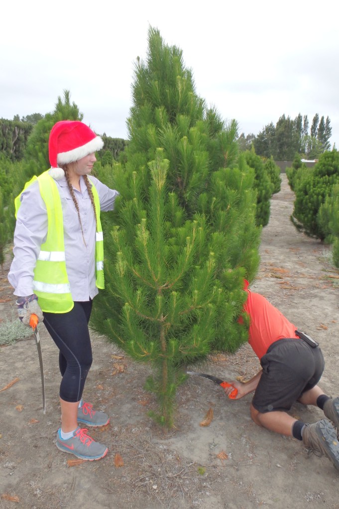 la découpe du sapin