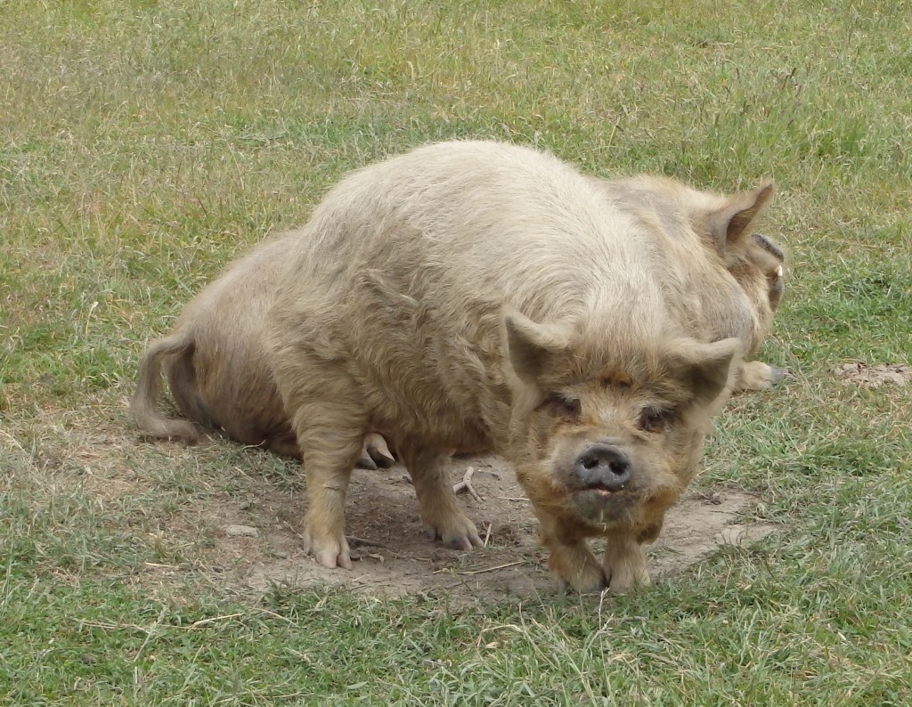 Cochons parés à l'attaque de la parisienne !