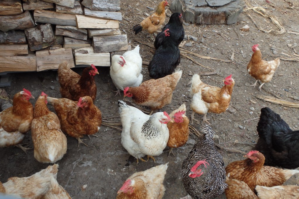 Noires, blanches, marrons, grosses, fines, barbues, il y en a pout tous les goûts