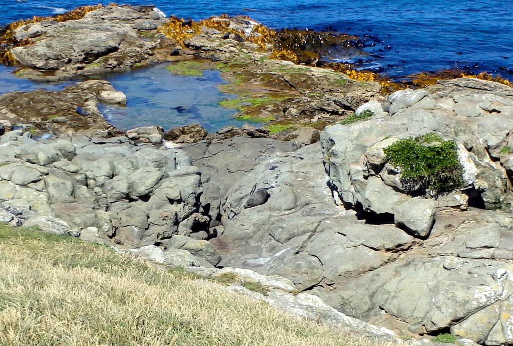 Sortie de bébé lion de mer