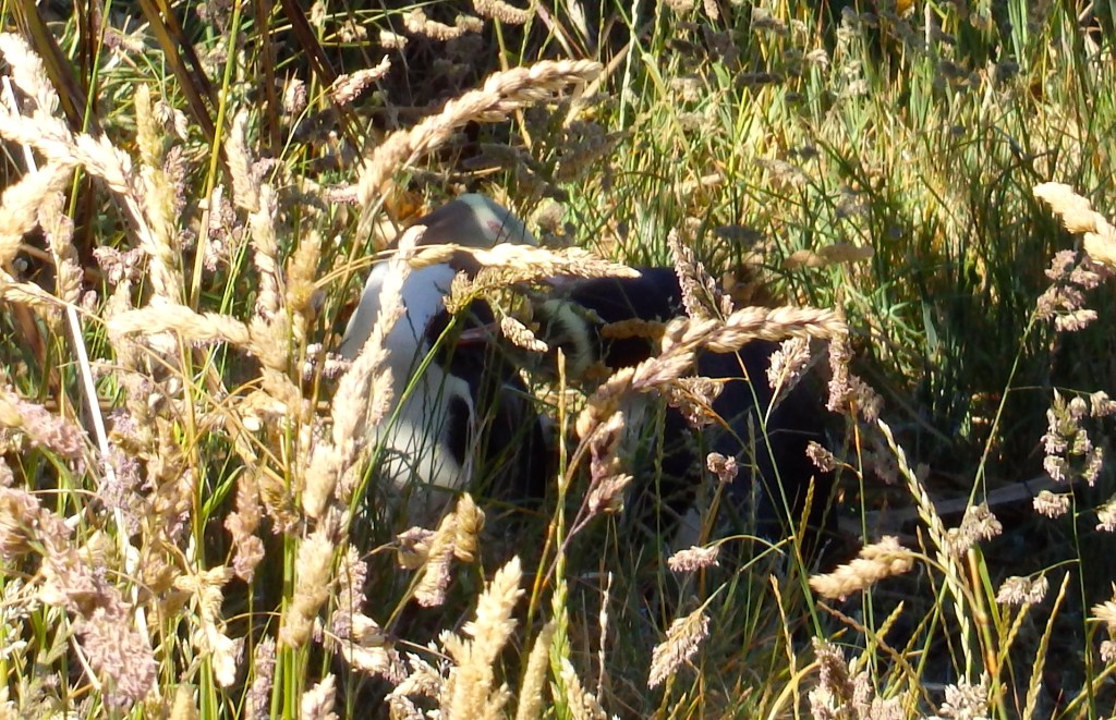 Papouilles de pingouins