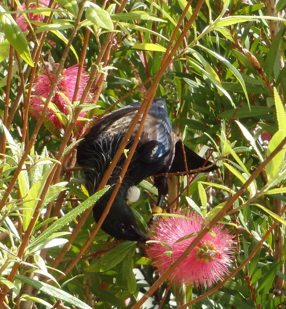 Le Tui en pleine action