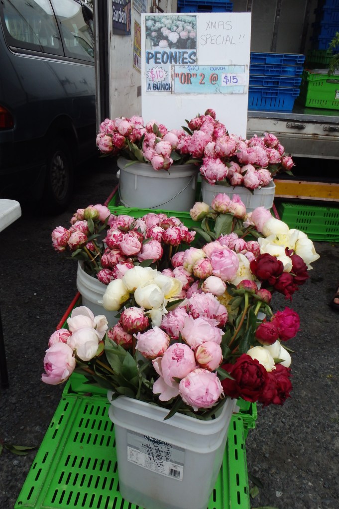 Peonies de Noël