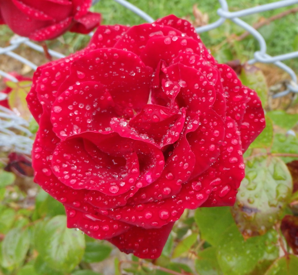 Petite pluie du matin