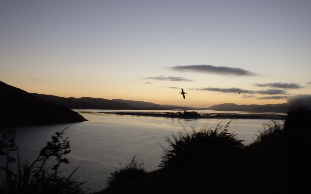 Vol d'albatros au coucher du soleil