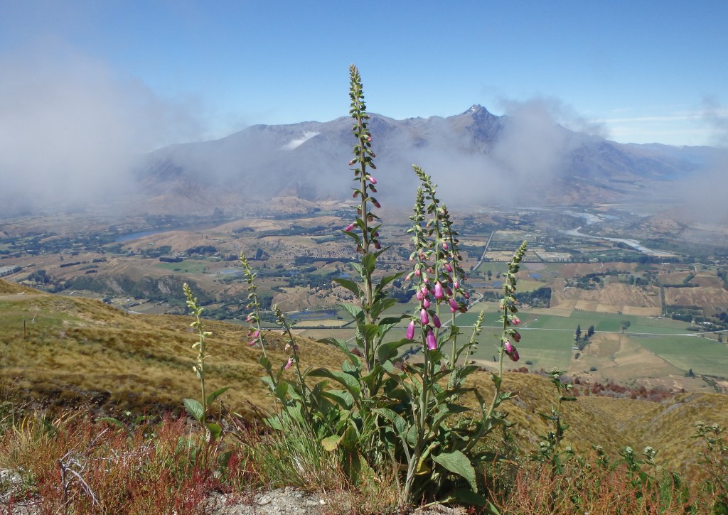 Queenstown vue de Coronet Peak