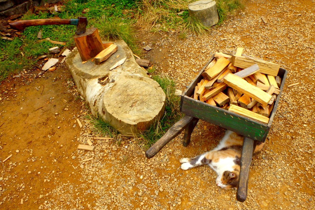 Chat disproportionné