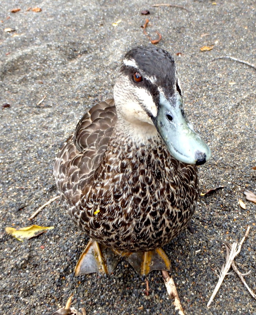Chips ? is it for me ?