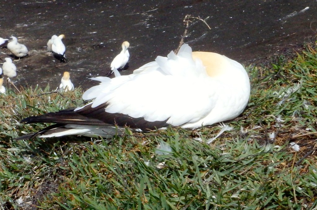 You can't see me, I'm sleeping ! 