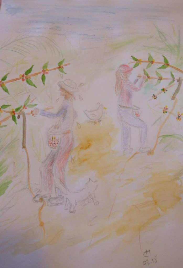 In the coffee fields