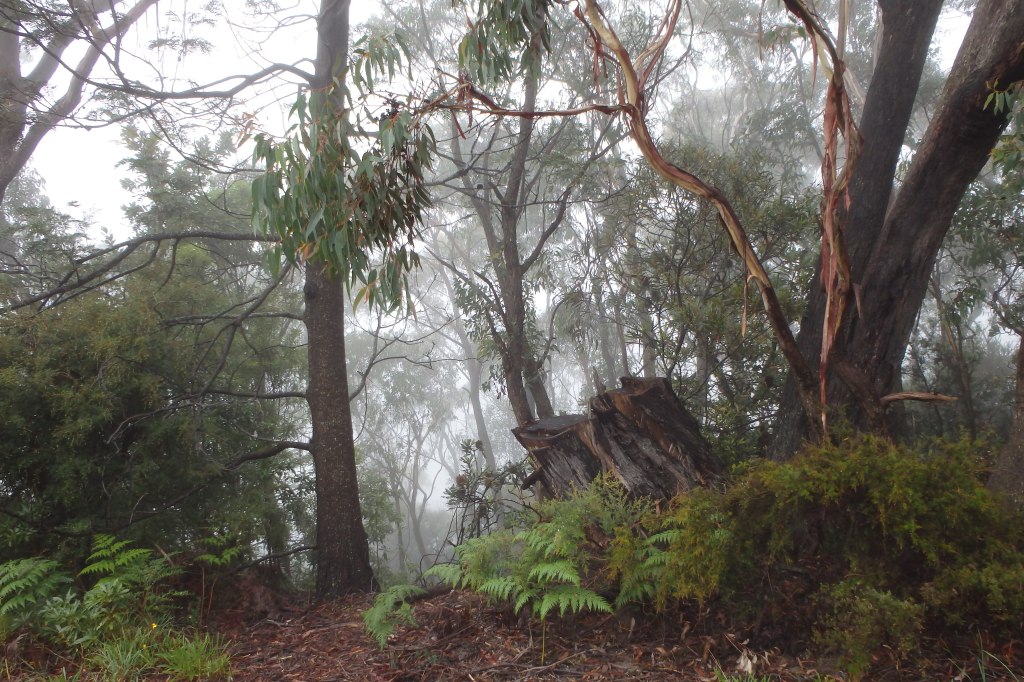 Morning mist
