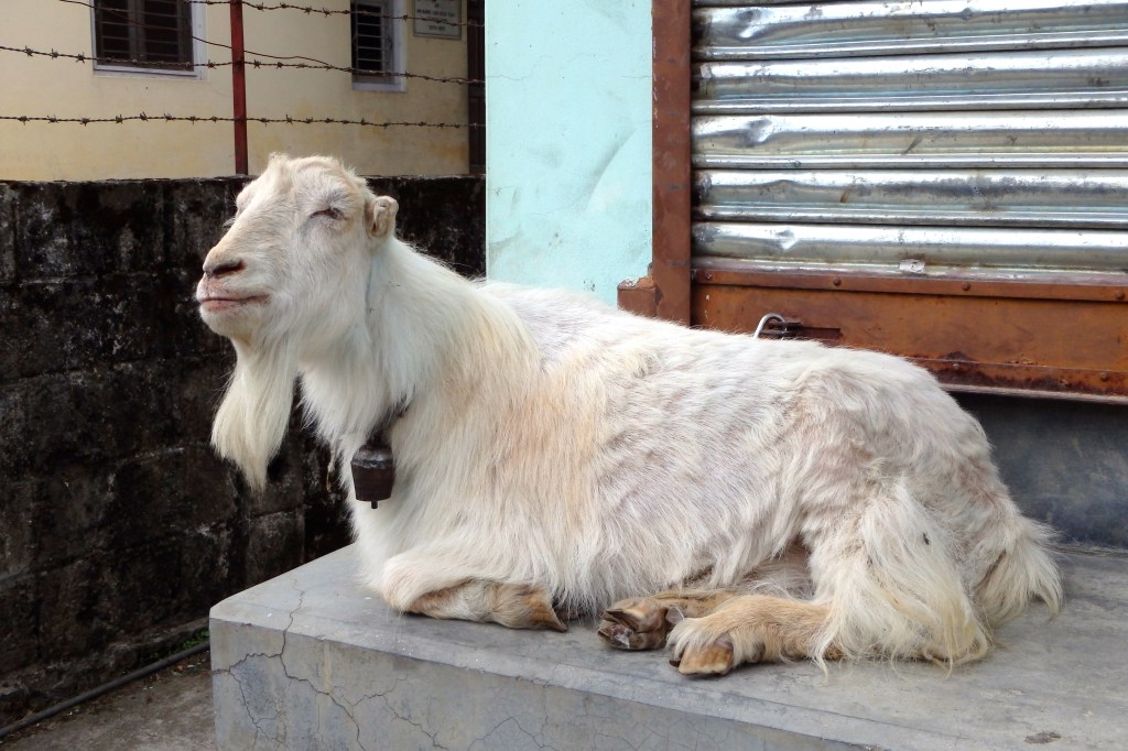 Tibetan goat, the only villager we meet...