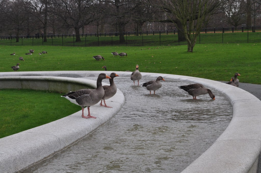 Gooses in Lady Di's pound.